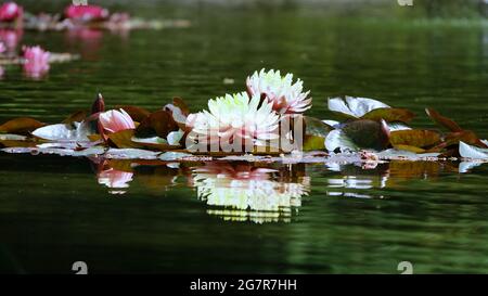 Die schöne rosa Lotusblume oder Seerose Reflexion mit dem Wasser im Teich.die Reflexion des rosa Lotus mit dem Wasser. Stockfoto