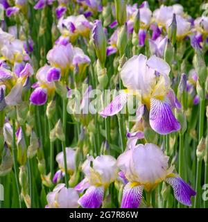 Viele weiße und lila Irisblumen Stockfoto