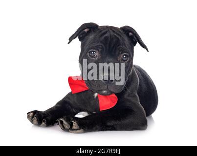 Welpen Staffordshire Bull Terrier vor weißem Hintergrund Stockfoto