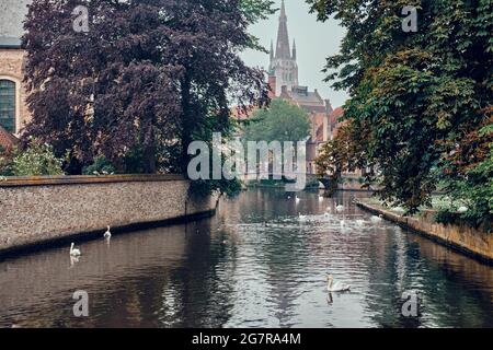 Brügger Kanal mit weißen Schwanen zwischen alten Bäumen mit der Kirche unserer Lieben Frau im Hintergrund. Brügge, Belgien Stockfoto