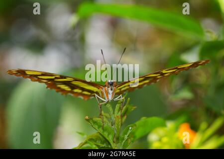 Nahaufnahme oder Makroaufnahme eines Schmetterlings, der auf einem grünen Blatt ruht, dieser ist ein Malachit, Siproeta stelenes, der mit dem Kopf fotografiert wurde. Stockfoto