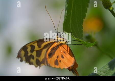 Nahaufnahme oder Makroaufnahme eines Schmetterlings, der auf einem grünen Blatt ruht, dieser ist möglicherweise ein Malachit, Siproeta stelenes Stockfoto