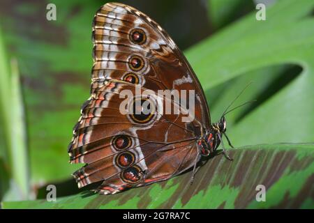 Nahaufnahme oder Makroaufnahme eines Schmetterlings, der auf einem grünen Blatt ruht, dieses ist die Unterseite eines blauen Morpho, Morpho dididius Stockfoto