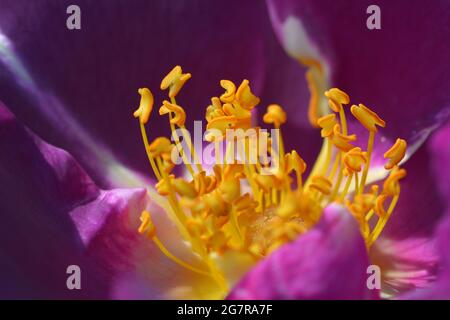 Nahaufnahme der Innenseite einer violetten Rose mit dem leuchtend gelben Staubgefäß. Stockfoto