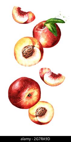 Fallende reife frische Nectarine Pfirsiche Früchte. Handgezeichnete Aquarelldarstellung isoliert auf weißem Hintergrund Stockfoto