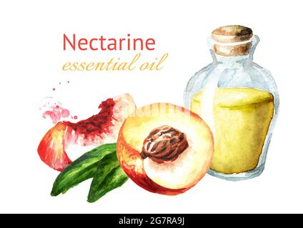 Reife frische Nectarine Pfirsiche und eine Flasche ätherisches Öl, handgezeichnete Aquarell-Illustration isoliert auf weißem Hintergrund Stockfoto