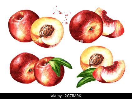 Set mit reifen frischen Nectarine-Pfirsichen. Handgezeichnete Aquarelldarstellung isoliert auf weißem Hintergrund Stockfoto