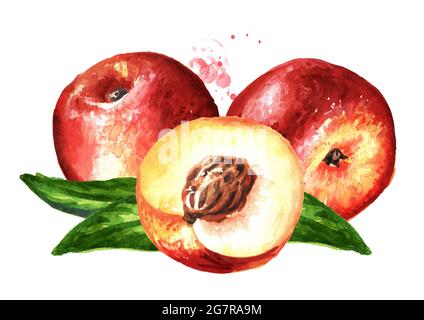 Reife frische Nectarine Pfirsiche mit Blättern. Handgezeichnete Aquarelldarstellung isoliert auf weißem Hintergrund Stockfoto