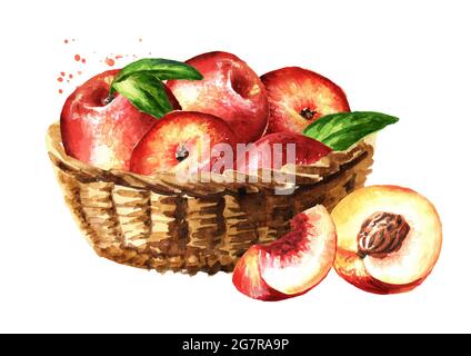 Korb mit reifen frischen Nectarine-Pfirsichen. Handgezeichnete Aquarelldarstellung isoliert auf weißem Hintergrund Stockfoto