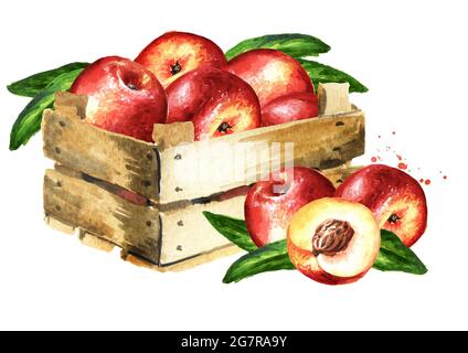 Box mit reifen frischen Nectarine Pfirsichen. Handgezeichnete Aquarelldarstellung isoliert auf weißem Hintergrund Stockfoto