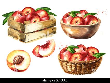 Reife frische Nectarine Pfirsiche Ernte, handgezeichnete Aquarell-Illustration isoliert auf weißem Hintergrund Stockfoto