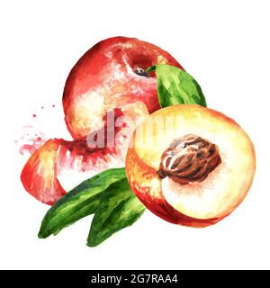 Reife, frische Nectarine-Pfirsiche mit Scheiben und Blättern. Handgezeichnete Aquarelldarstellung isoliert auf weißem Hintergrund Stockfoto