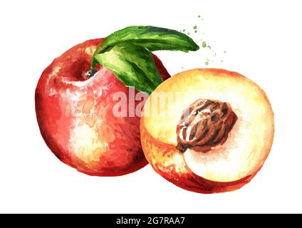Reife frische Nectarine Pfirsiche mit Blättern. Handgezeichnete Aquarellillustration, isoliert auf weißem Hintergrund Stockfoto