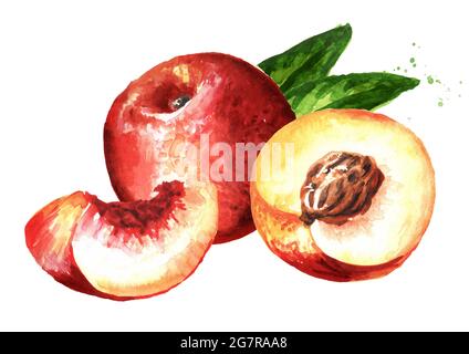 Reife frische Nectarine Pfirsiche mit Blättern, handgezeichnete Aquarell-Illustration, isoliert auf weißem Hintergrund Stockfoto