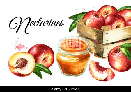 Karte mit reifen frischen Nectarine-Pfirsichen. Handgezeichnete Aquarelldarstellung isoliert auf weißem Hintergrund Stockfoto