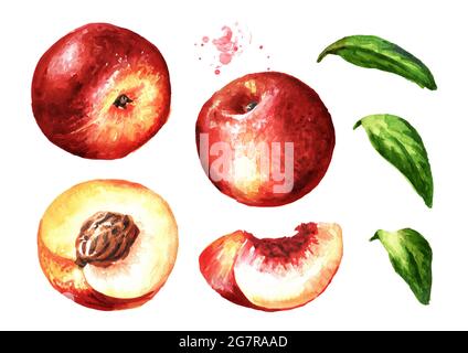 Reife frische Nectarine Pfirsiche und Blätter gesetzt. Handgezeichnete Aquarelldarstellung isoliert auf weißem Hintergrund Stockfoto