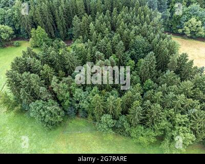 Luftaufnahme eines Waldes im Sommer Stockfoto