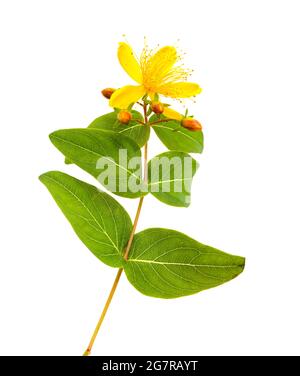 Flora von Gran Canaria - Hypericum-Arten isoliert auf weißem Hintergrund Stockfoto