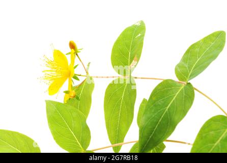 Flora von Gran Canaria - Hypericum-Arten isoliert auf weißem Hintergrund Stockfoto