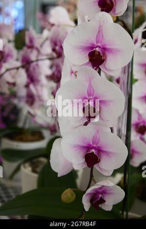 Cattleya Orchids, Orchideenblumen, Siam Paragon, Einkaufszentrum, Pathum Wan, Bangkok, Thailand, Asien Stockfoto