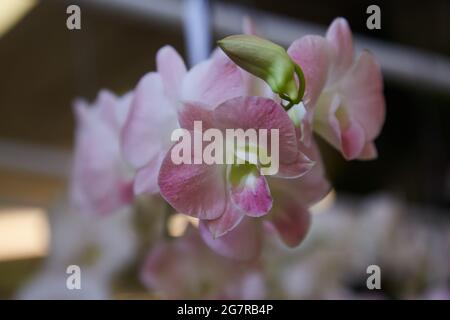 Dendrobium Orchideen, Orchideenblumen, Siam Paragon, Einkaufszentrum, Pathum Wan, Bangkok, Thailand, Asien Stockfoto