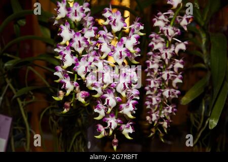 Dendrobium Orchids, Orchideenblumen, Siam Paragon, Einkaufszentrum, Pathum Wan, Bangkok, Thailand, Asien Stockfoto