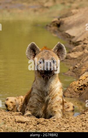 Eine gefleckte Hyäne (Crocuta crocuta), die in einem Wasserloch im South Luangwa National Park, Mfuwe, Sambia, liegt Stockfoto