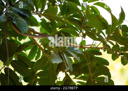 Eine gefleckte Buschnatter (Philothamnus semivariegatus) an einem Zweig in South Lunagwa, Mfuwe, Sambia Stockfoto