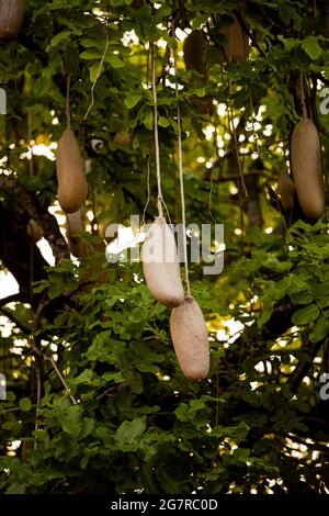 Frucht des Wurstbaums (Kigelia africana) im South Luangwa National Park, Sambia. Stockfoto