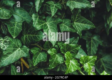 Hedera Helix, Efeu. Immergrüne Rebe, kletternde, blühende Wildpflanze der Gattung Efeu aus der Familie der Araliaceae. Nahaufnahme von dunklen Blättern im Garten, Stockfoto