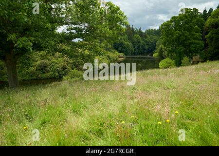 Rasen absichtlich entmähen, um die Vielfalt der Pflanzenwelt für Bestäuber zu fördern. Manderston House in den Scottish Borders. Stockfoto