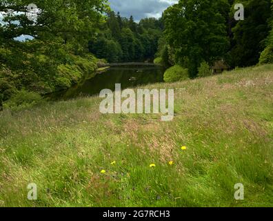 Rasen absichtlich entmähen, um die Vielfalt der Pflanzenwelt für Bestäuber zu fördern. Manderston House in den Scottish Borders. Stockfoto