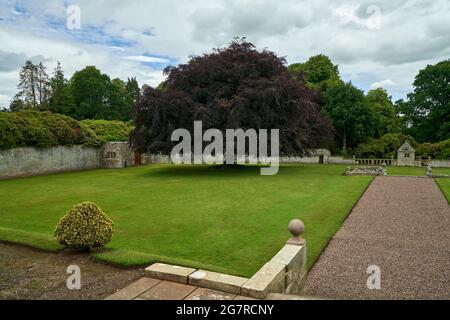 Beeindruckender Kupferstrandbaum (Fagus sylvatica f. purpurea) auf dem Gelände des Manderston House, einem herrschaftlichen Haus an den schottischen Grenzen Stockfoto