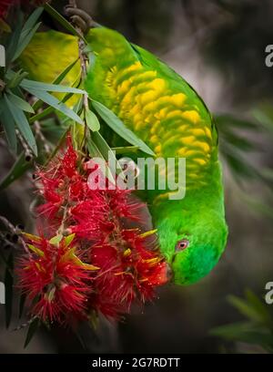 Schuppiger Lorikeet, Trichoglossus chlorolepidotus, der sich in einer roten Flaschenbürste, Callistemon, dem Nektar ernährt. Stockfoto