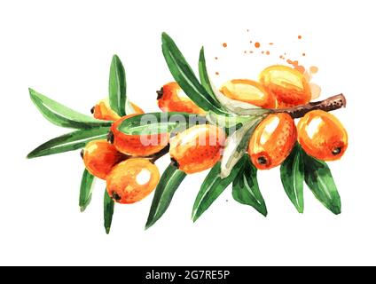 Zweig mit frischen reifen Sanddornbeeren und Blättern, handgezeichnete Aquarell-Illustration isoliert auf weißem Hintergrund Stockfoto