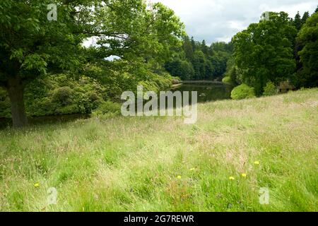 Rasen absichtlich entmähen, um die Vielfalt der Pflanzenwelt für Bestäuber zu fördern. Manderston House in den Scottish Borders. Stockfoto