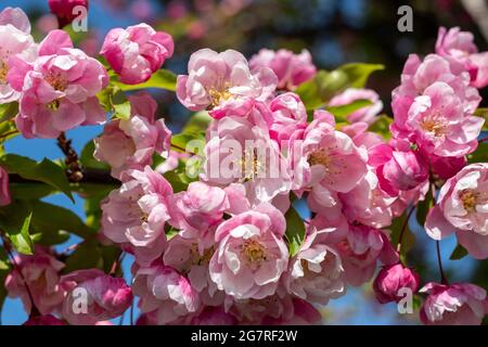 Rosa Kirsche blüht am blauen Himmel. Wunderschöne Sakura-Blumen. Die Frühjahrssaison im Park. Natur floralen Hintergrund Stockfoto