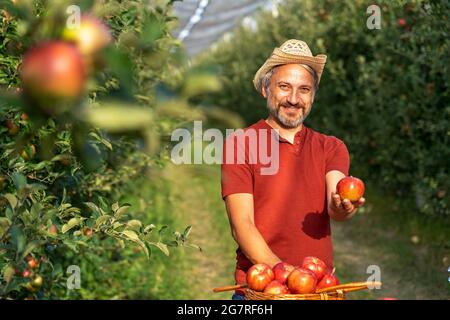 Happy Farmer mit Strohhut geben Apfel in Sunny Orchard. Charismatischer, reifer Bauer mit rotem Apfel und Blick auf die Kamera. Konzept Für Gesunde Ernährung. Stockfoto