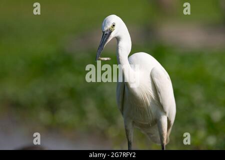 Seitenansicht eines kleinen Reiher (Egretta garzetta) auf nassem Land bei Ebbe auf der Suche nach Fisch im Sommer in Venetien, Italien Stockfoto