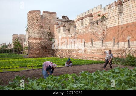 Fatih,Istanbul-Turkey - 05-20-2017 :Blick auf historische byzantinische Mauern und Gemüsegarten Stockfoto