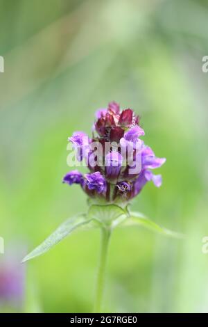 Selfheal (Prunella vulgaris) Flower, North Pennines, Teesdale, County Durham, Großbritannien Stockfoto