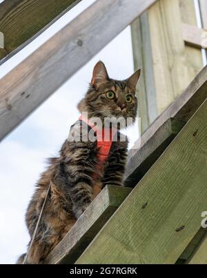 Nette Katze mit ihrem neuen rosa Geschirr, das auf einem hölzernen Vogelbeobachtungsturm im Park chillt. Flauschiges Kätzchen genießt seinen Spaziergang im Park. Katze auf einer Lauge sucht beten. Wildkatzen jagen nach Vögeln Stockfoto