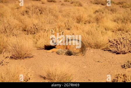 Ein freundlicher Andenfuchs beim Sonnenbaden auf dem Feld der Atacama-Wüste, Altiplano im Norden Chiles, Südamerika Stockfoto