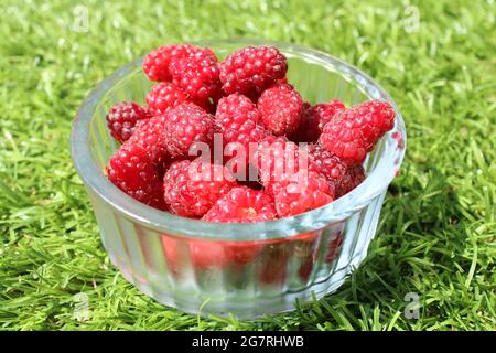 Frisch gepflückte Bio-Tayberries in einem Glas-Ramekin auf grünem Hintergrund. Köstliche gesunde Hybridfrüchte Konzept Stockfoto