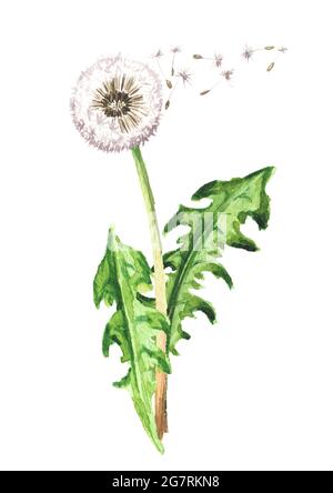 Dandelion Blume mit fliegenden Samen. Aquarell handgezeichnete Illustration isoliert auf weißem Hintergrund Stockfoto