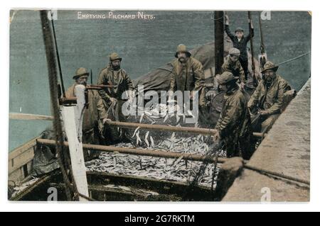 Original Anfang des 20. Jahrhunderts getönte Postkarte von Fischern, die Sardinen aus Netzen entleeren, (möglicherweise Seinennetze) Argall's Serie, um 1910 - Cornwall. Stockfoto