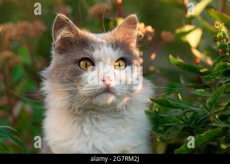 Britische Langhaarkatze mit Spaß im Freien. Nette Katze mit langen Schnurrhaaren. Erstaunen grau und weiß Katze liegen. Stockfoto