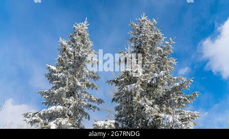 Pano zwei hohe Pinien nebeneinander im Freien mit ein wenig Schnee auf dem Baum Stockfoto