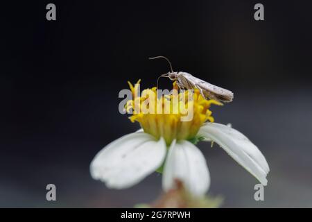 Nahaufnahme eines Rübenwurmmotten, der auf einer Blume auf einem verschwommenen Hintergrund thront Stockfoto