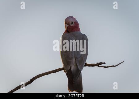 Ein einzelner rosenreihiger Kakadu oder GALAH thronte hoch auf einem toten Baumzweig im Outback von Western Australia. Stockfoto